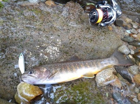 増水した渓でイワナ爆釣